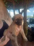 Bela
