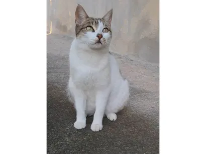 Gato raça SRD-ViraLata idade 2 anos nome Iris 