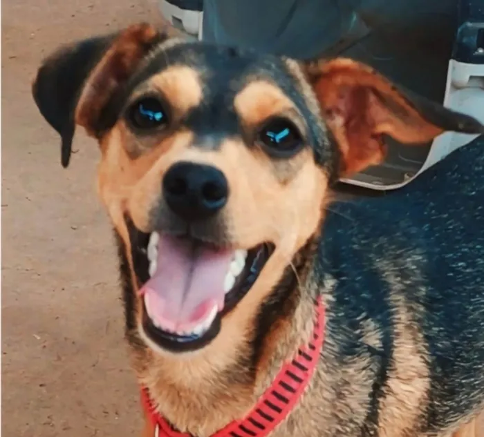 Cachorro ra a SRD-ViraLata idade 7 a 11 meses nome Monalisa