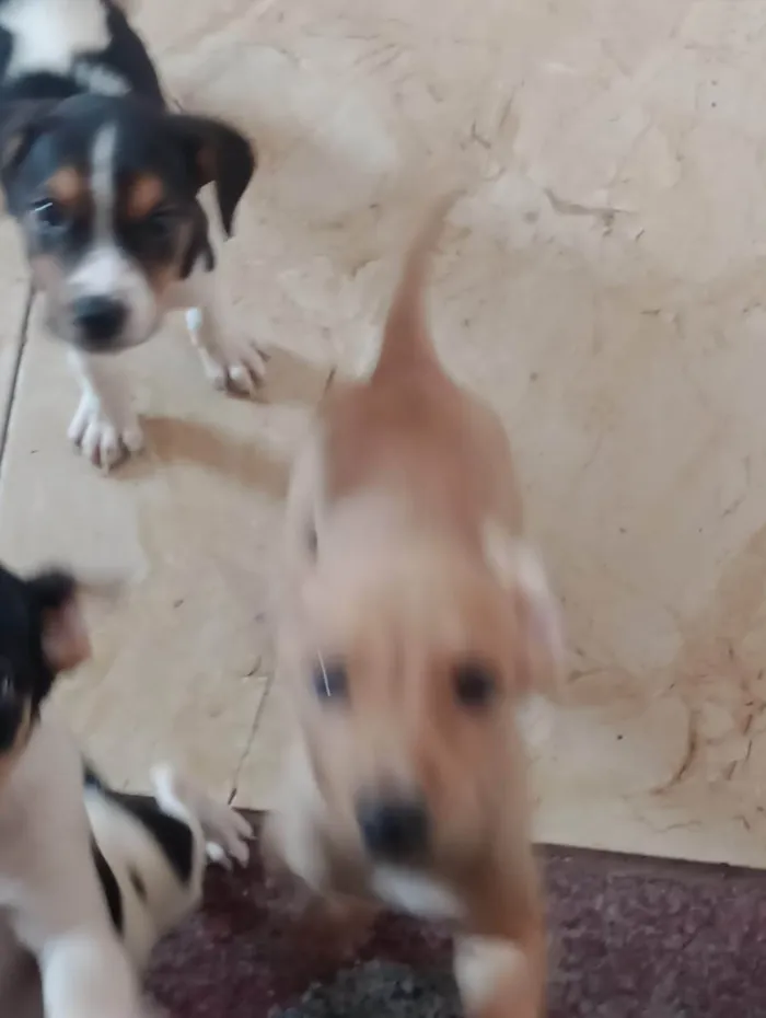 Cachorro ra a SRD-ViraLata idade Abaixo de 2 meses nome Não possui 