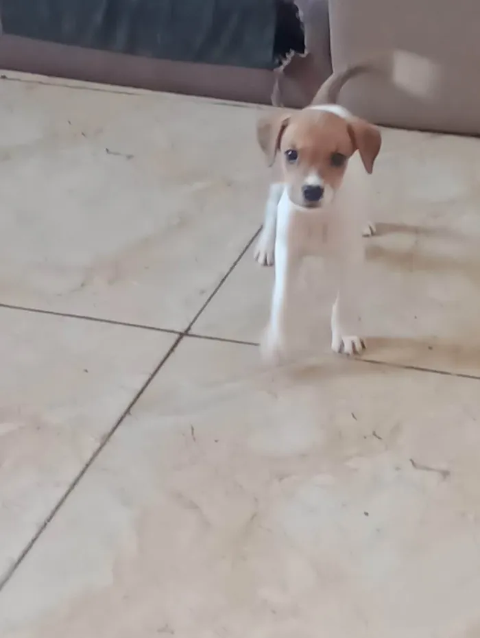 Cachorro ra a SRD-ViraLata idade Abaixo de 2 meses nome Não possui 