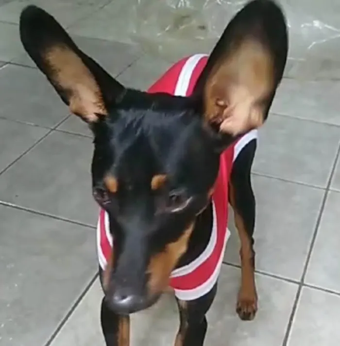 Cachorro ra a Pinscher idade 1 ano nome Tico 