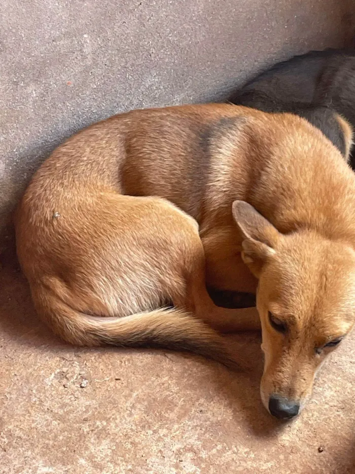 Cachorro ra a SRD-ViraLata idade 4 anos nome Lara, Júnior e Fumaça 