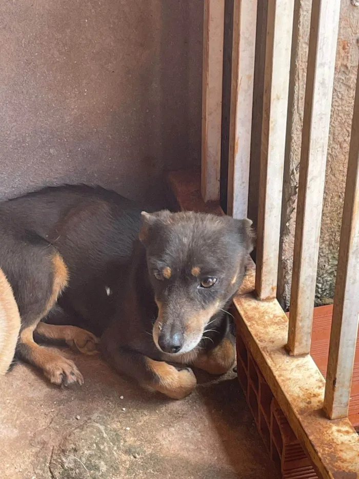 Cachorro ra a SRD-ViraLata idade 4 anos nome Lara, Júnior e Fumaça 