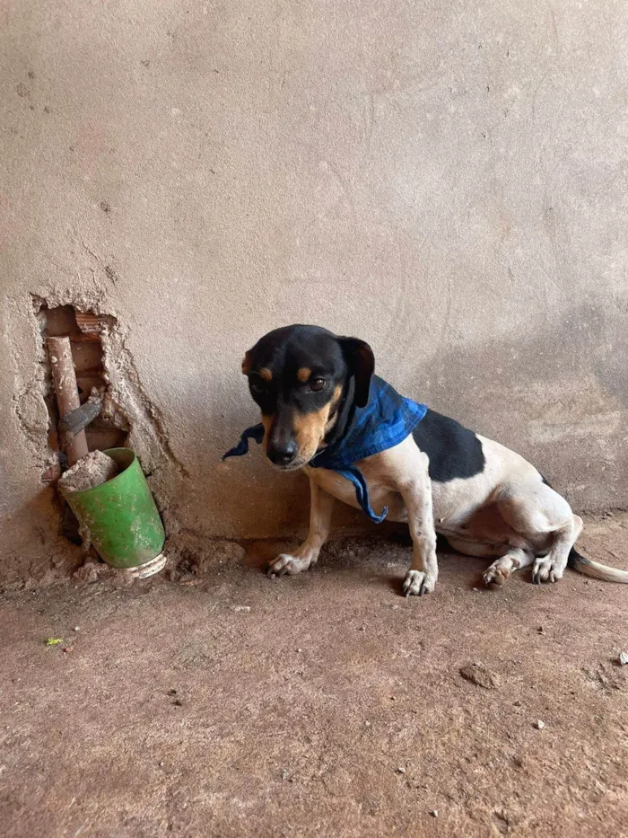 Cachorro ra a SRD-ViraLata idade 4 anos nome Lara, Júnior e Fumaça 