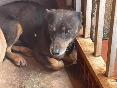 Cachorro raça SRD-ViraLata idade 4 anos nome Lara, Júnior e Fumaça 