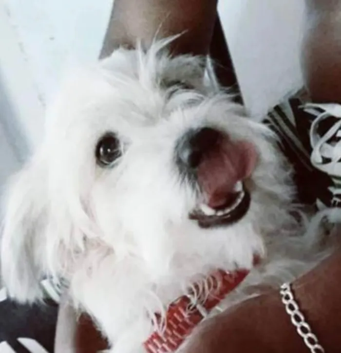 Cachorro ra a Shitzu idade 7 a 11 meses nome White