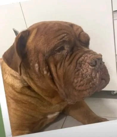 Cachorro ra a SRD-ViraLata idade 6 ou mais anos nome Elon 