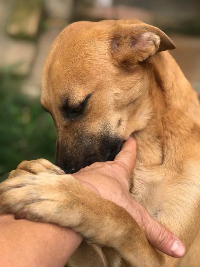 Cachorro ra a SRD-ViraLata idade 1 ano nome CARMELA