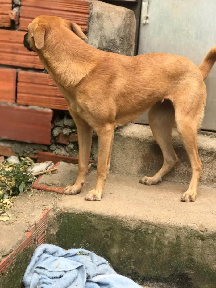 Cachorro ra a SRD-ViraLata idade 1 ano nome CARMELA