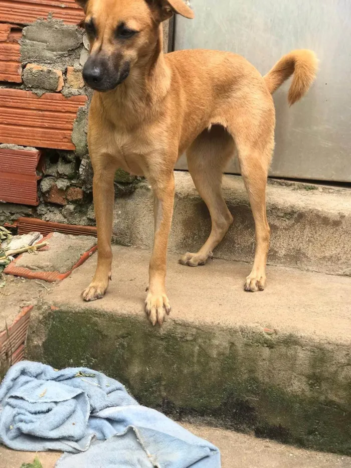 Cachorro ra a SRD-ViraLata idade 1 ano nome CARMELA