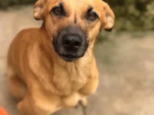 Cachorro raça SRD-ViraLata idade 1 ano nome CARMELA