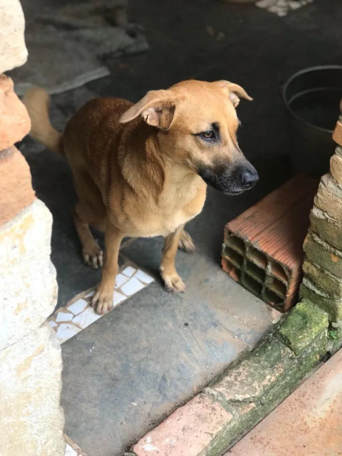 Cachorro ra a SRD-ViraLata idade 1 ano nome CARMELA