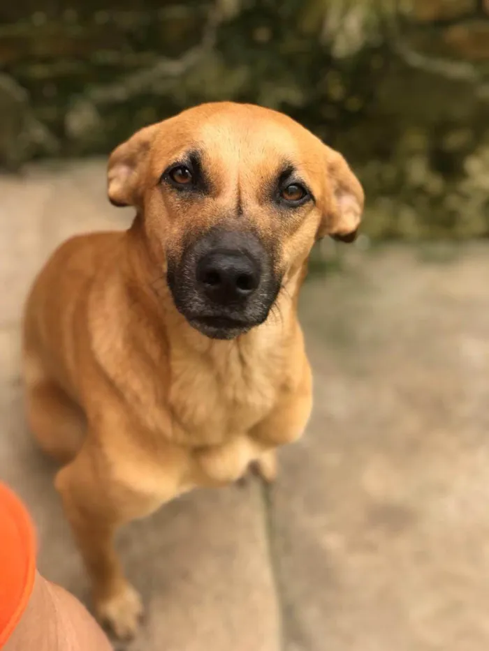 Cachorro ra a SRD-ViraLata idade 1 ano nome CARMELA