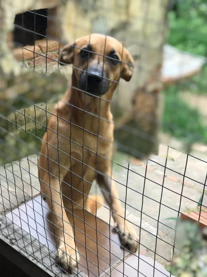 Cachorro ra a SRD-ViraLata idade 1 ano nome CARMELA