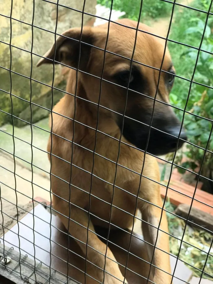 Cachorro ra a SRD-ViraLata idade 1 ano nome CARMELA