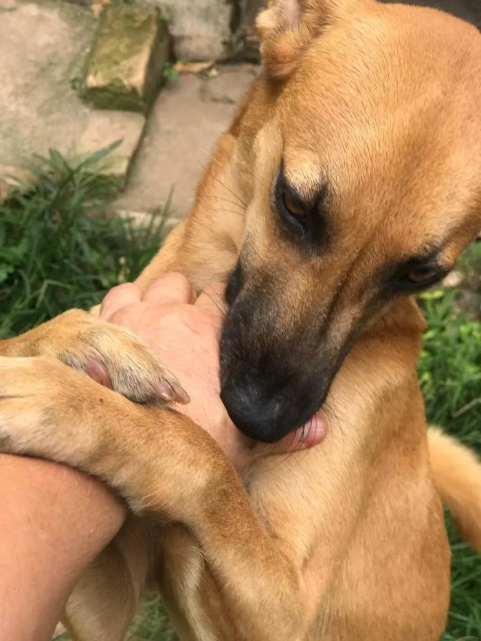 Cachorro ra a SRD-ViraLata idade 1 ano nome CARMELA