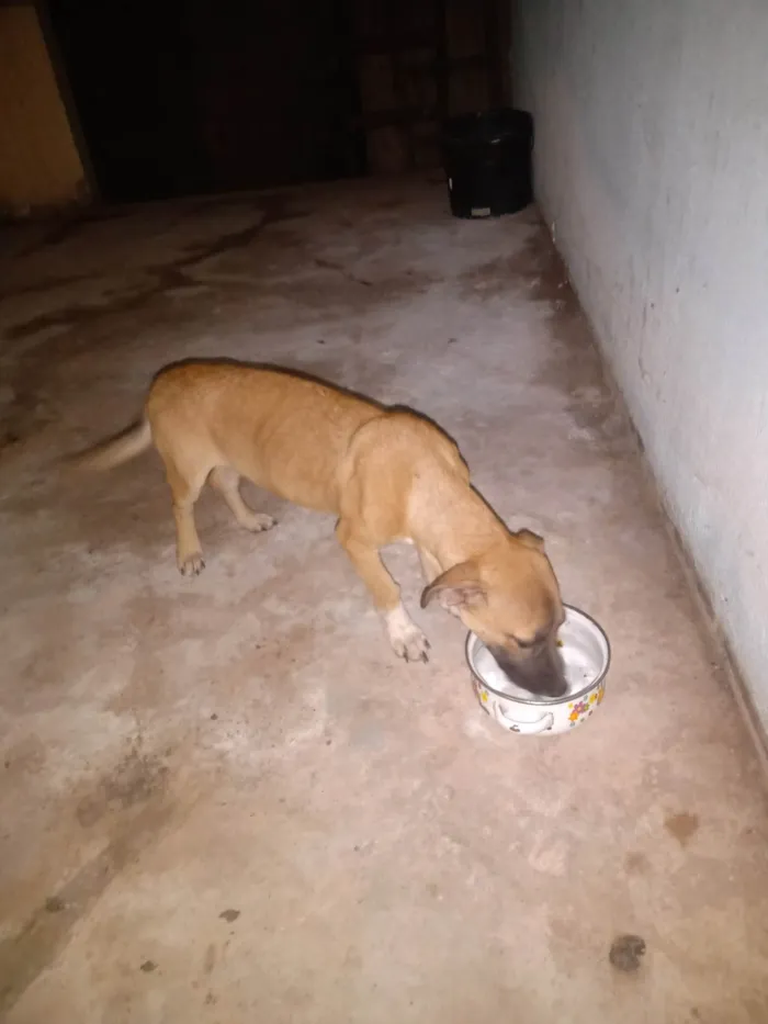 Cachorro ra a SRD-ViraLata idade 7 a 11 meses nome Caramelo 