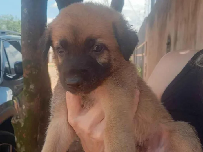 Cachorro ra a Pastor Alemão idade Abaixo de 2 meses nome Pastor