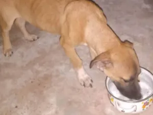 Cachorro raça SRD-ViraLata idade 7 a 11 meses nome Caramelo 