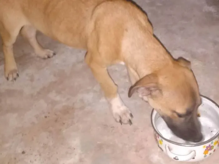 Cachorro ra a SRD-ViraLata idade 7 a 11 meses nome Caramelo 