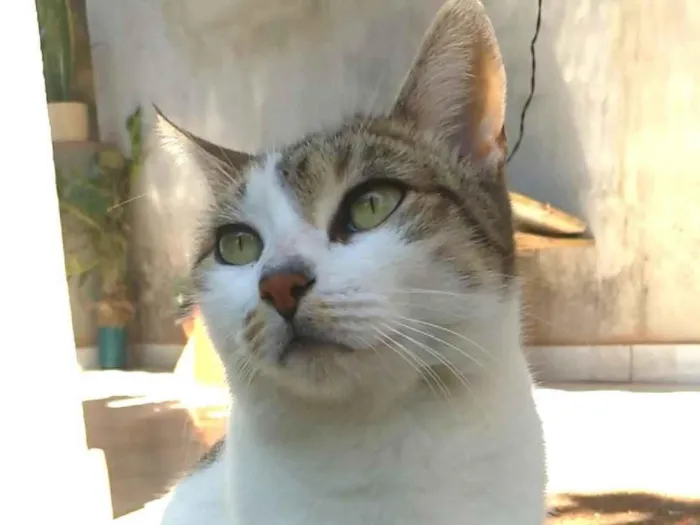 Gato ra a SRD-ViraLata idade 2 anos nome Iris 