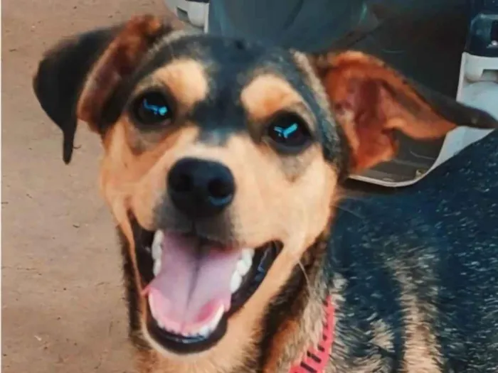 Cachorro ra a SRD-ViraLata idade 7 a 11 meses nome Monalisa