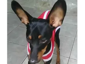 Cachorro raça Pinscher idade 1 ano nome Tico 