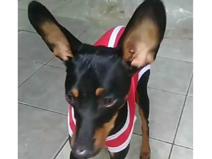 Cachorro ra a Pinscher idade 1 ano nome Tico 