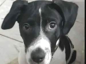 Cachorro raça SRD-ViraLata idade 2 a 6 meses nome Zeus 