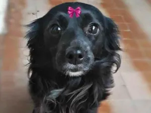 Cachorro raça SRD-ViraLata idade 5 anos nome Rubi 