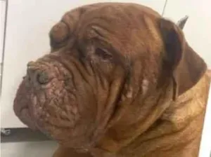 Cachorro raça SRD-ViraLata idade 6 ou mais anos nome Elon 