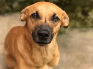 Cachorro raça SRD-ViraLata idade 1 ano nome CARMELA