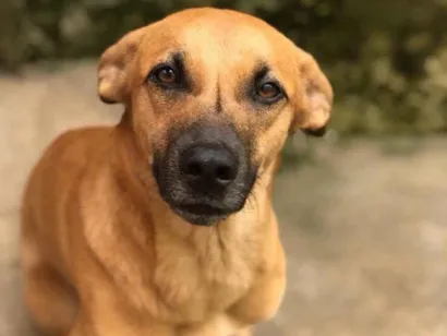 Cachorro raça SRD-ViraLata idade 1 ano nome CARMELA