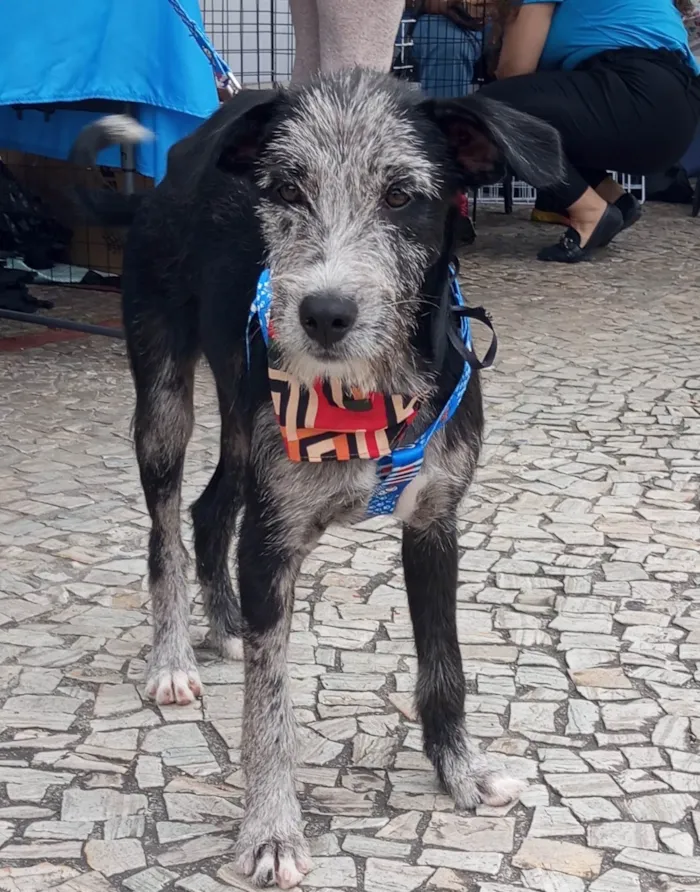 Cachorro ra a SRD-ViraLata idade 2 a 6 meses nome Juca