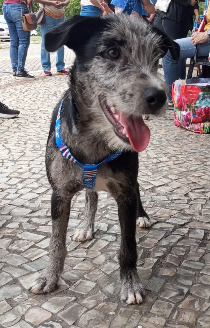 Cachorro ra a SRD-ViraLata idade 2 a 6 meses nome Juca