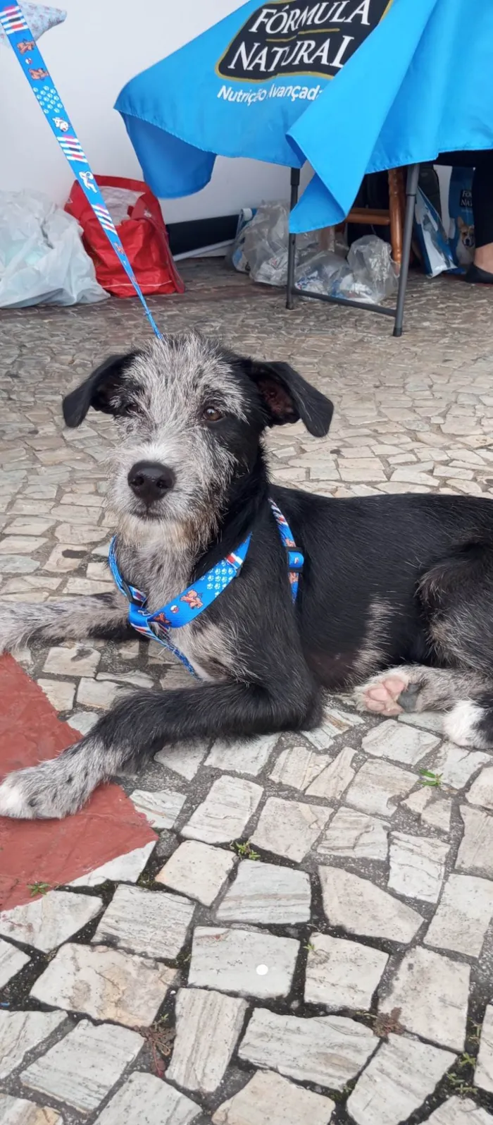 Cachorro ra a SRD-ViraLata idade 2 a 6 meses nome Juca