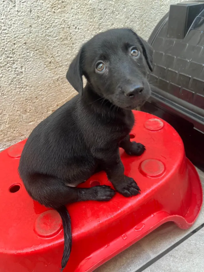 Cachorro ra a SRD-ViraLata idade 2 a 6 meses nome Miguel