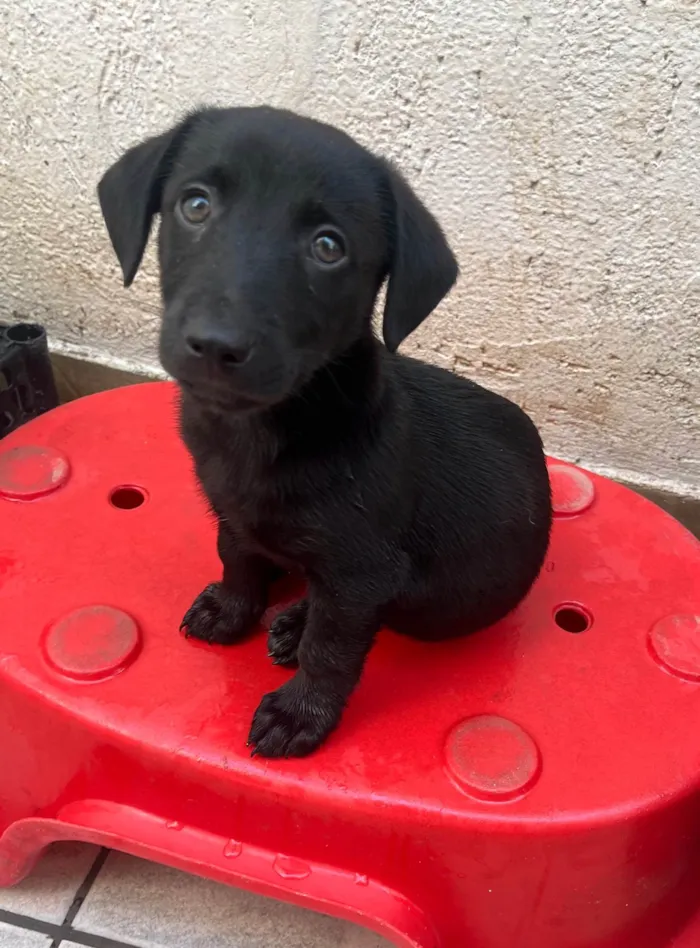 Cachorro ra a SRD-ViraLata idade 2 a 6 meses nome Miguel