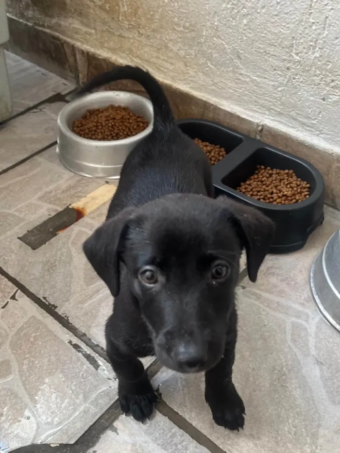 Cachorro ra a SRD-ViraLata idade 2 a 6 meses nome Miguel