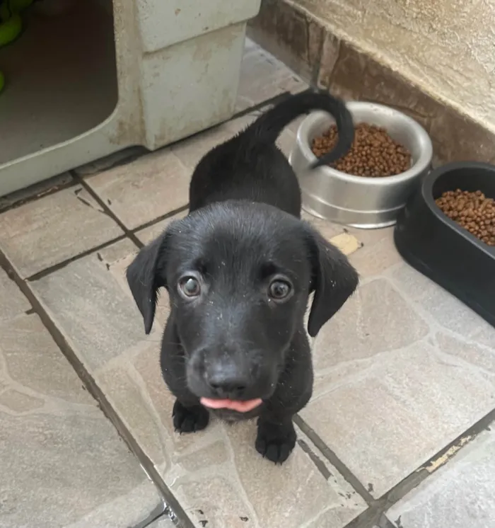 Cachorro ra a SRD-ViraLata idade 2 a 6 meses nome Miguel