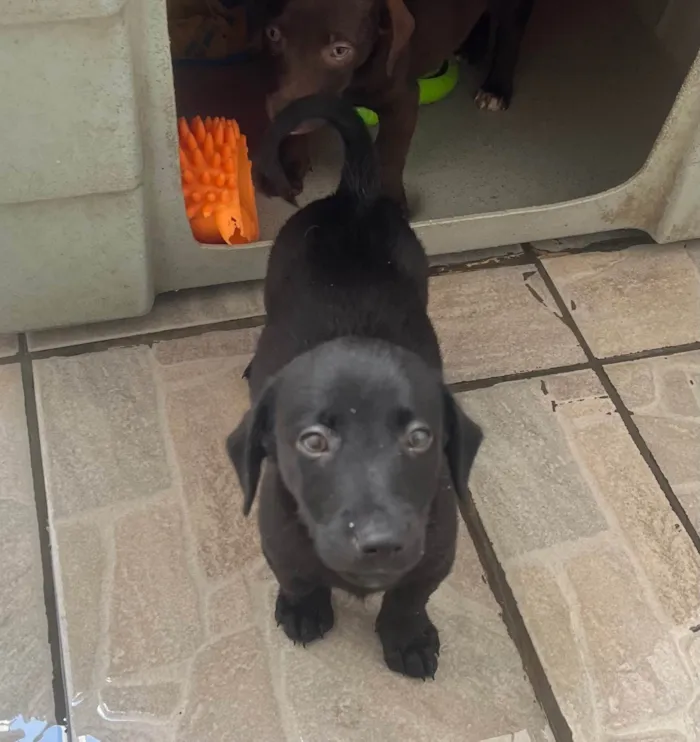 Cachorro ra a SRD-ViraLata idade 2 a 6 meses nome Miguel