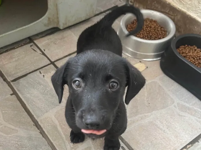 Cachorro ra a SRD-ViraLata idade 2 a 6 meses nome Miguel