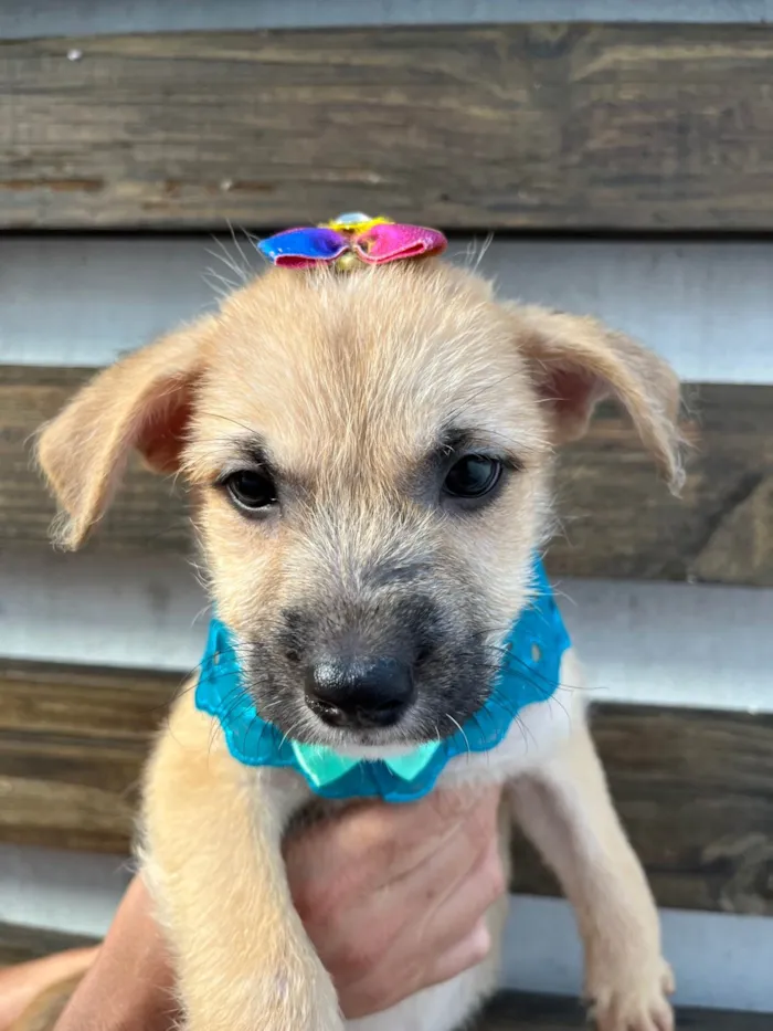 Cachorro ra a SRD-ViraLata idade 2 a 6 meses nome Paula