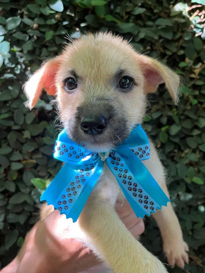 Cachorro ra a SRD-ViraLata idade 2 a 6 meses nome Paula