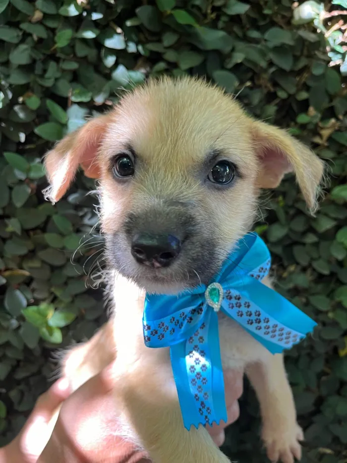 Cachorro ra a SRD-ViraLata idade 2 a 6 meses nome Paula