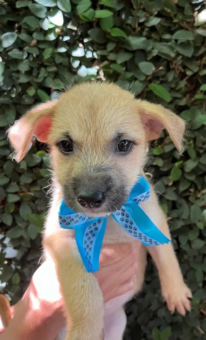 Cachorro ra a SRD-ViraLata idade 2 a 6 meses nome Paula