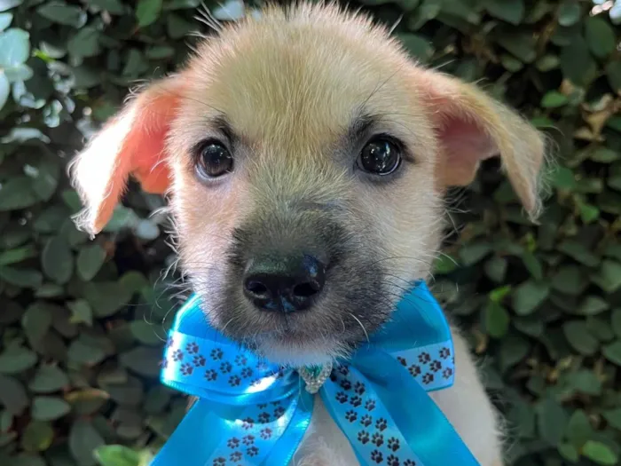 Cachorro ra a SRD-ViraLata idade 2 a 6 meses nome Paula