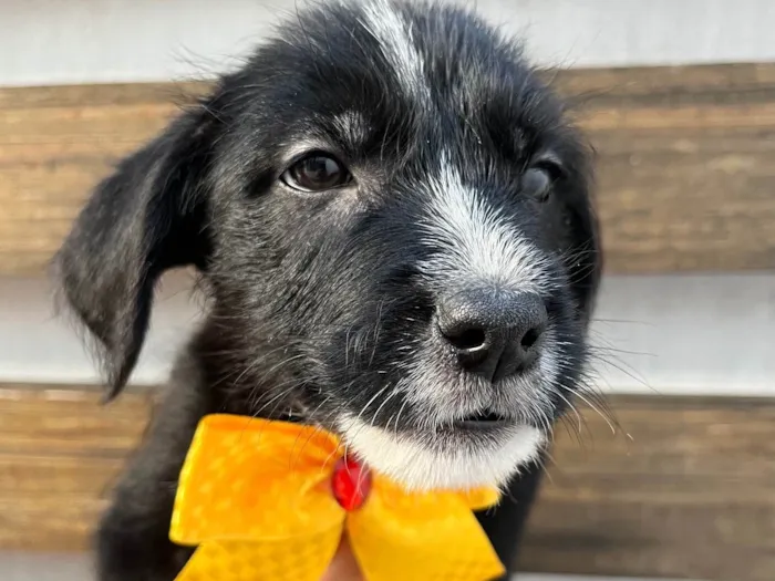 Cachorro ra a SRD-ViraLata idade 2 a 6 meses nome Paloma