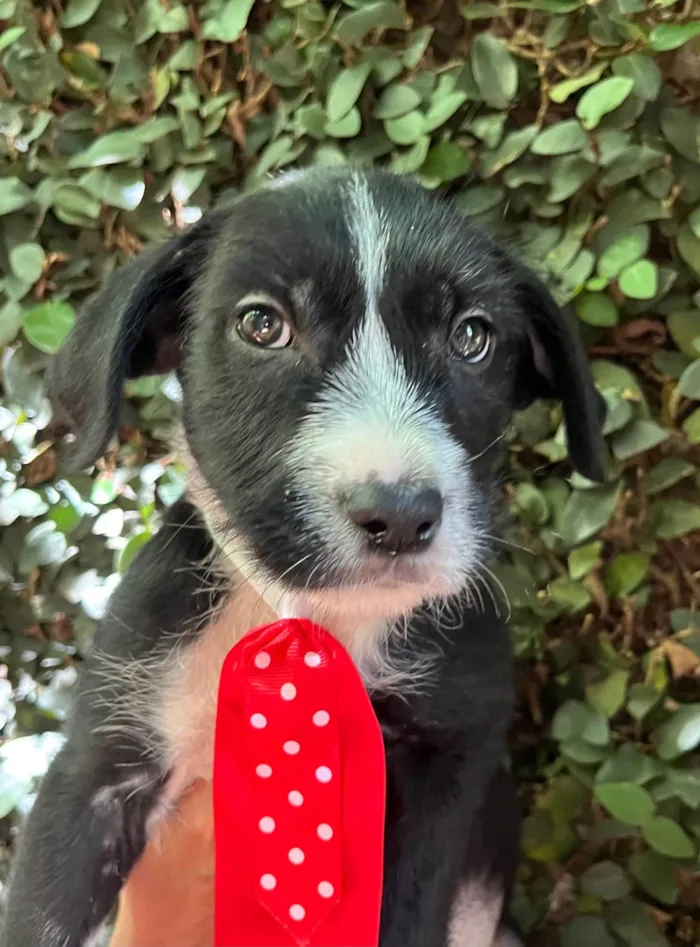 Cachorro ra a SRD-ViraLata idade 2 a 6 meses nome Pedro